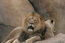 Enlarge photo 112