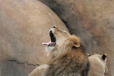 Enlarge photo 115