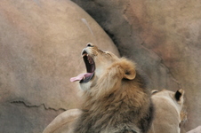 Enlarge photo 116