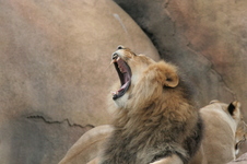 Enlarge photo 117