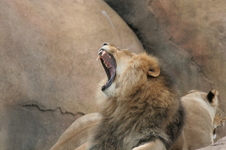 Enlarge photo 118