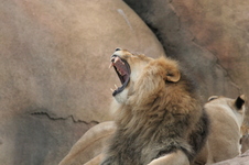 Enlarge photo 119