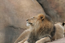 Enlarge photo 120