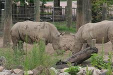 Enlarge photo 125