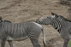 Enlarge photo 140