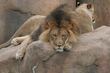 Enlarge photo 143