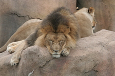 Enlarge photo 145