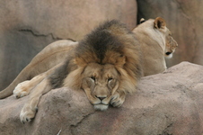 Enlarge photo 146