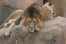 Enlarge photo 147