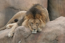 Enlarge photo 151