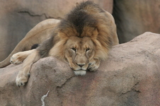 Enlarge photo 153