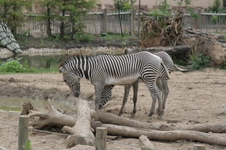 Enlarge photo 155