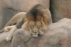 Enlarge photo 156
