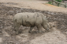 Enlarge photo 176