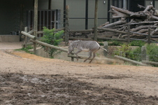 Enlarge photo 181