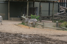 Enlarge photo 182