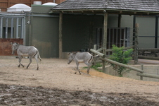 Enlarge photo 183