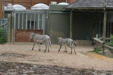 Enlarge photo 184