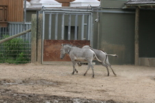 Enlarge photo 185