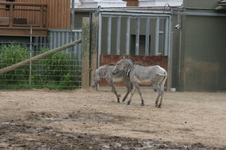 Enlarge photo 186