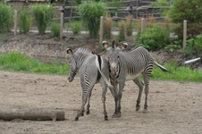 Enlarge photo 202