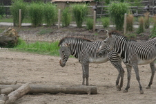 Enlarge photo 203