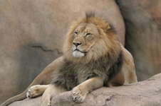 Enlarge photo 206