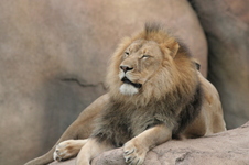 Enlarge photo 209
