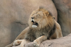 Enlarge photo 210