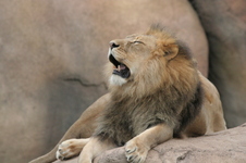 Enlarge photo 211