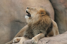 Enlarge photo 212