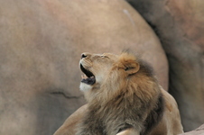 Enlarge photo 214