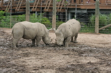 Enlarge photo 222