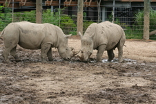 Enlarge photo 226