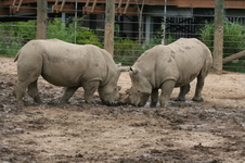 Enlarge photo 230