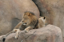 Enlarge photo 239