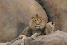 Enlarge photo 240