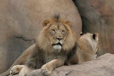 Enlarge photo 242