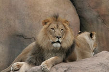 Enlarge photo 243