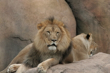 Enlarge photo 245