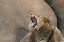 Enlarge photo 253