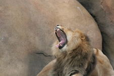 Enlarge photo 254