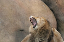 Enlarge photo 255