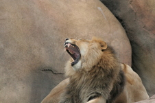 Enlarge photo 257