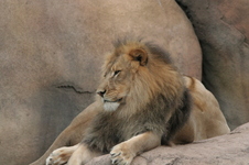 Enlarge photo 258