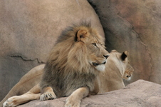 Enlarge photo 259