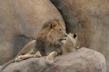 Enlarge photo 260