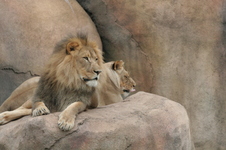 Enlarge photo 262