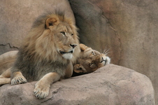 Enlarge photo 264
