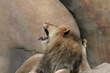 Enlarge photo 267